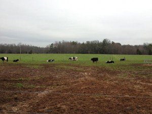 cowsinpasture